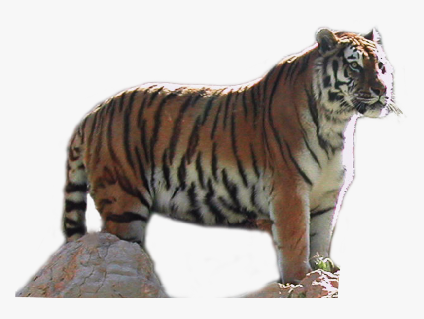 Portable Network Graphics, HD Png Download