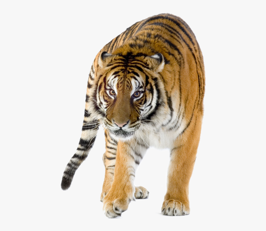 World Tiger Day Infographic, HD Png Download