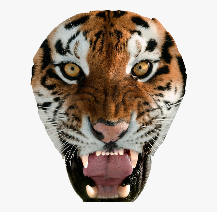 Transparent Tiger Face Clipart - Womens Tiger Underwear, HD Png Download