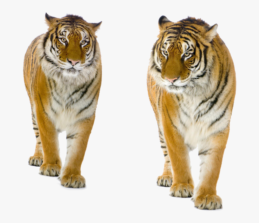 Transparent Background Tiger Png, Png Download