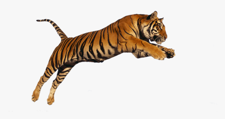 Transparent Siberian Tiger Clipart - Png Images Tiger, Png Download