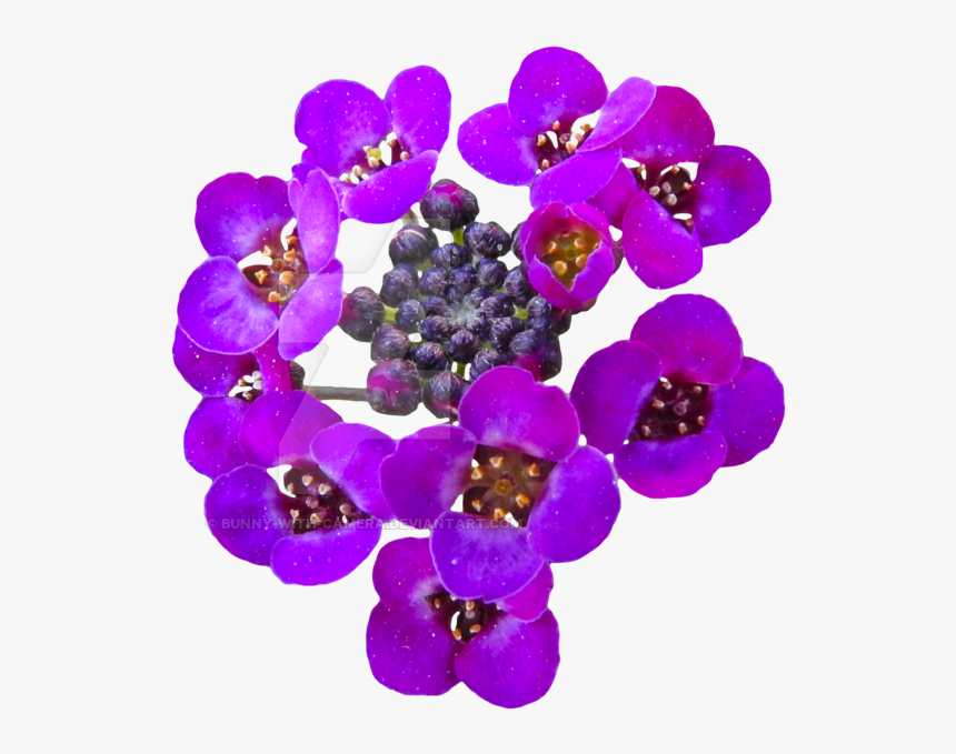 Transparent Real Flower Png - Flowers Transparent Real, Png Download