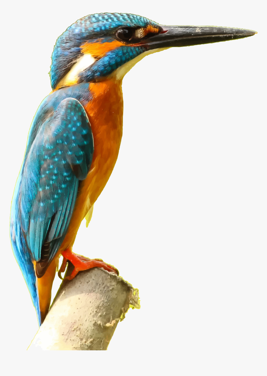 Kingfisher Png Picture - Kingfisher Png, Transparent Png