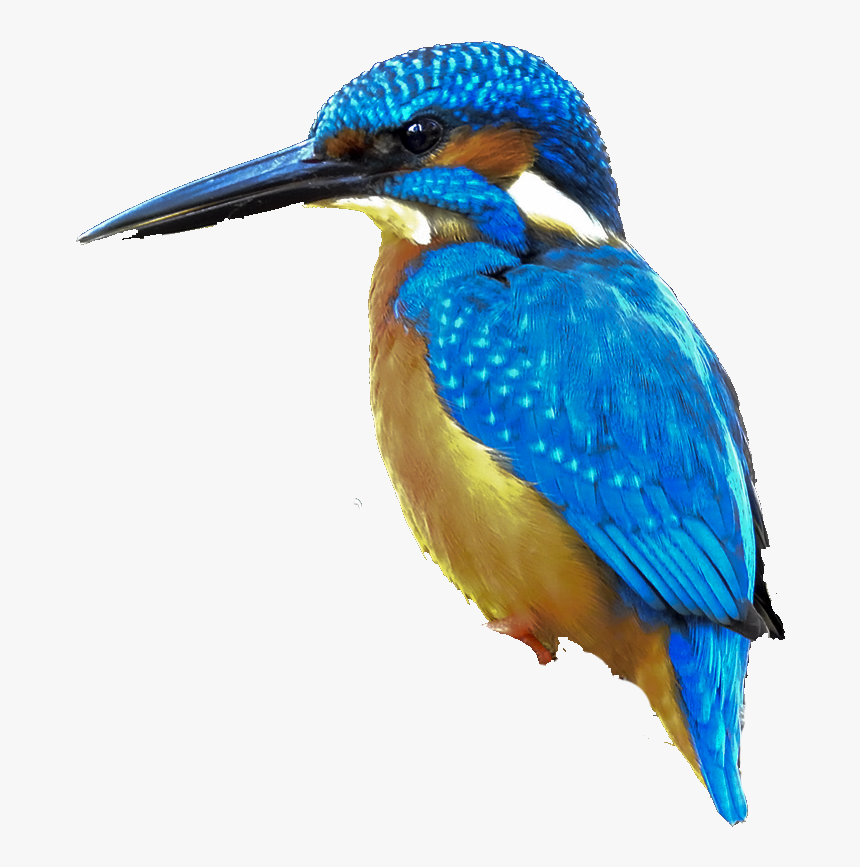 Coraciiformes, HD Png Download