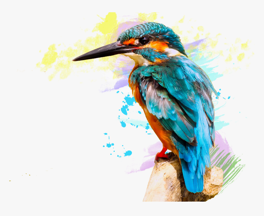 Huawei P20 Lite - Kingfisher Bird Png Hd, Transparent Png