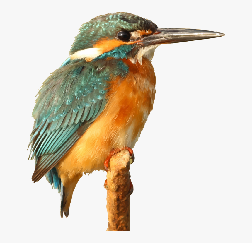 Caption For Kingfisher Bird, HD Png Download