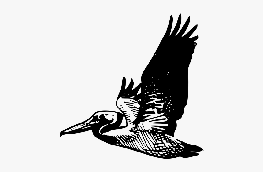 Clipart Pelican Flying, HD Png Download