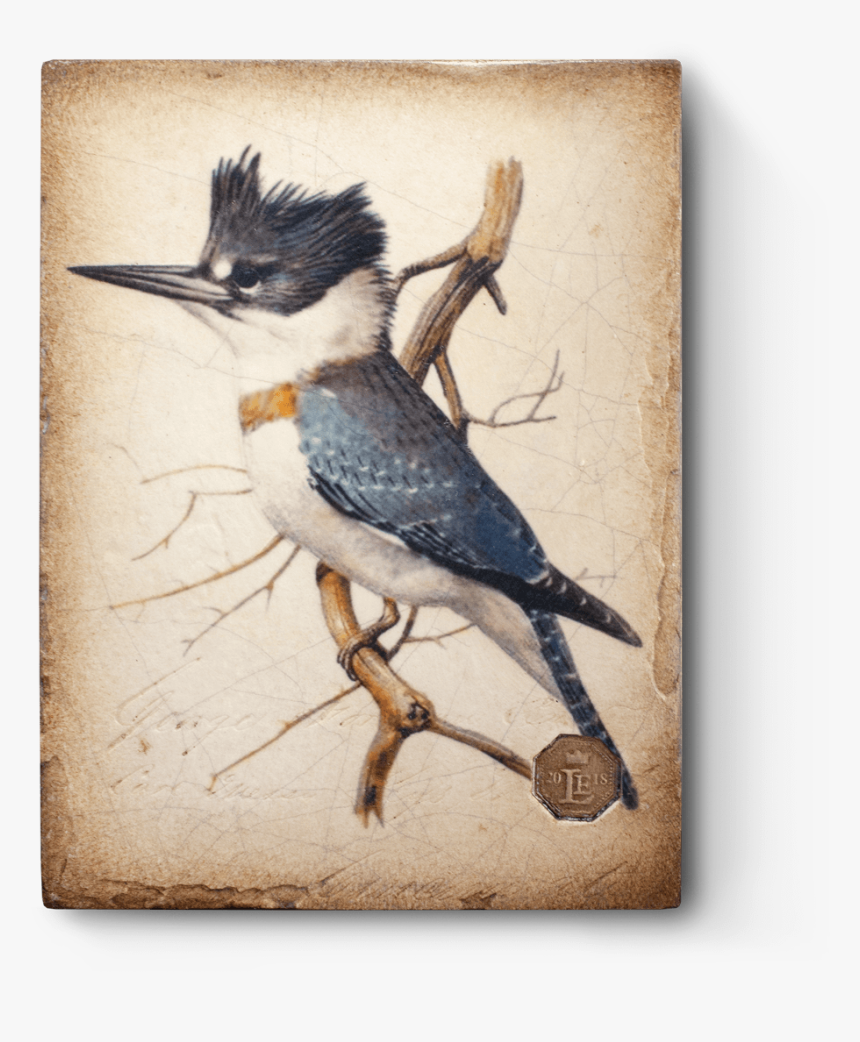 Kingfisher Png, Transparent Png