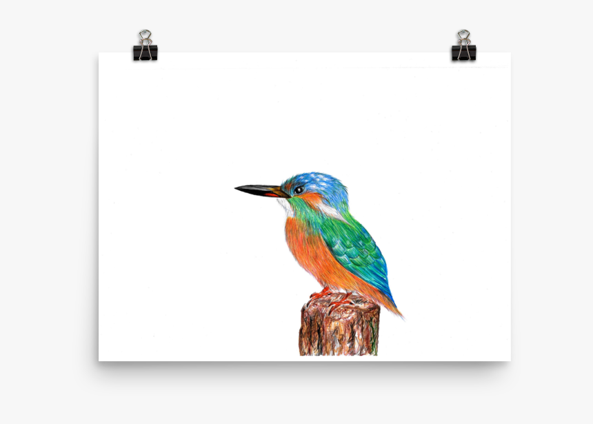 Image Of Kingfisher - Coraciiformes, HD Png Download