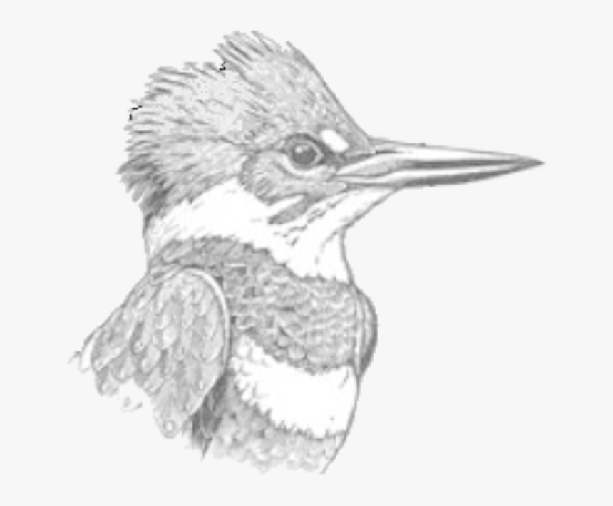 Doas Kingfisher Logo - Belted Kingfisher, HD Png Download
