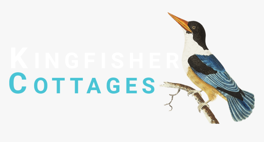 Kingfisher Cottages - Water Bird, HD Png Download