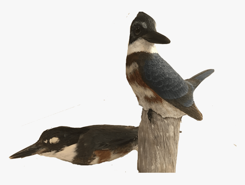 Water Bird, HD Png Download