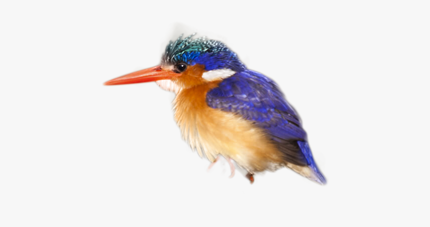 Coraciiformes, HD Png Download