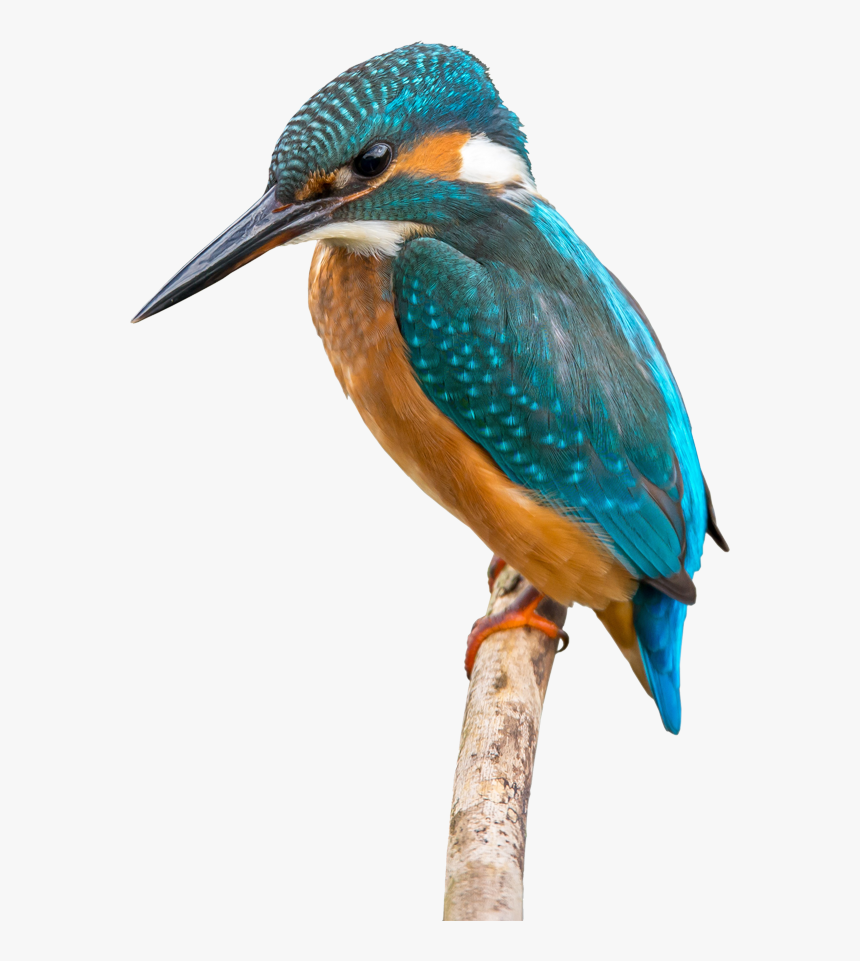 Kingfisher Png, Transparent Png