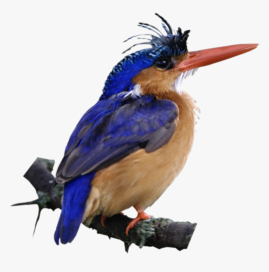 Udu1i - Malachite Kingfisher Bird Kenya, HD Png Download