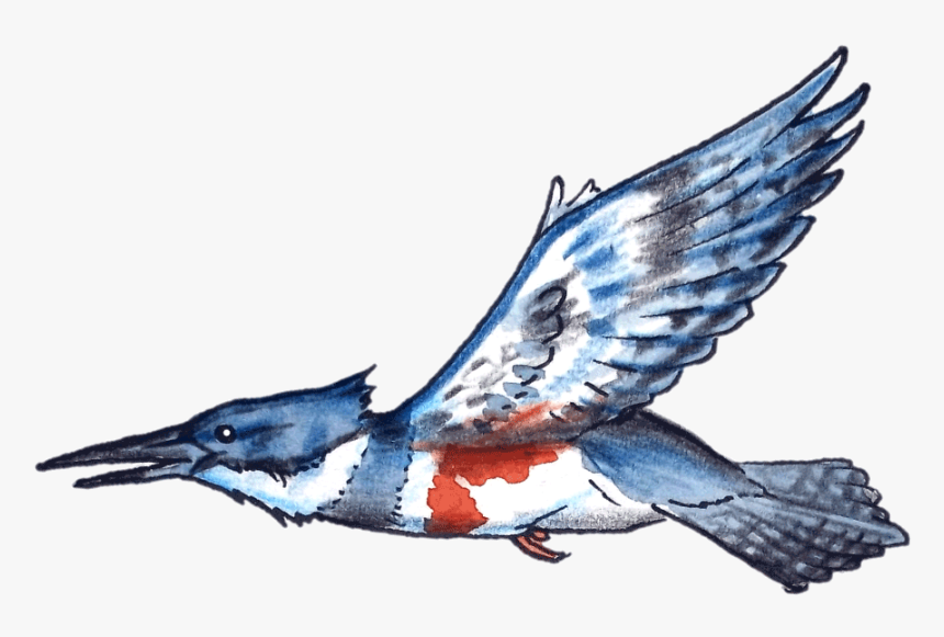 Ruby-throated Hummingbird, HD Png Download