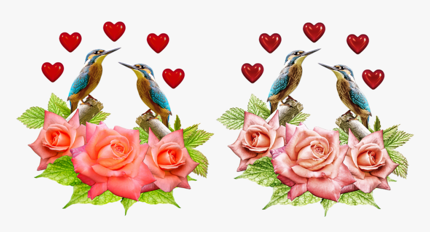 Kingfisher, Roses, Heart, Isolated, Cut Out - Garden Roses, HD Png Download