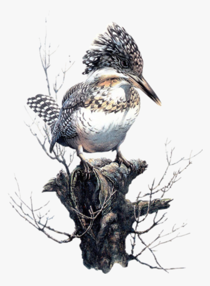 #bird #kingfisher #freetoedit - Birds In Art, HD Png Download