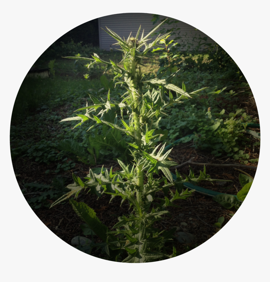 Nasty Weed - Dandelion Weed Big, HD Png Download