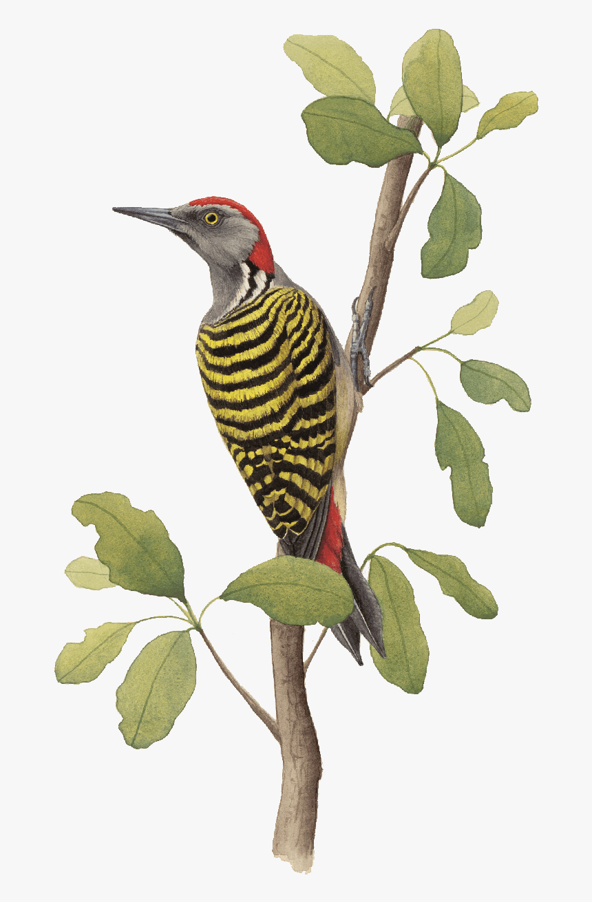 Alas Y Colores Aves Endémicas, HD Png Download