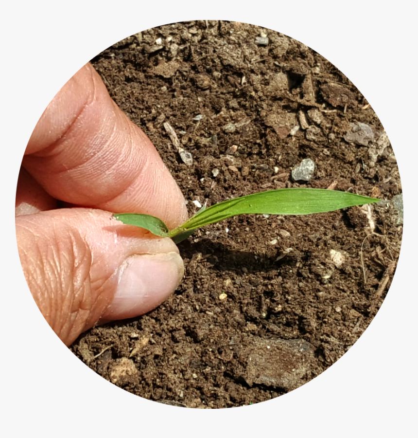 Hand, HD Png Download