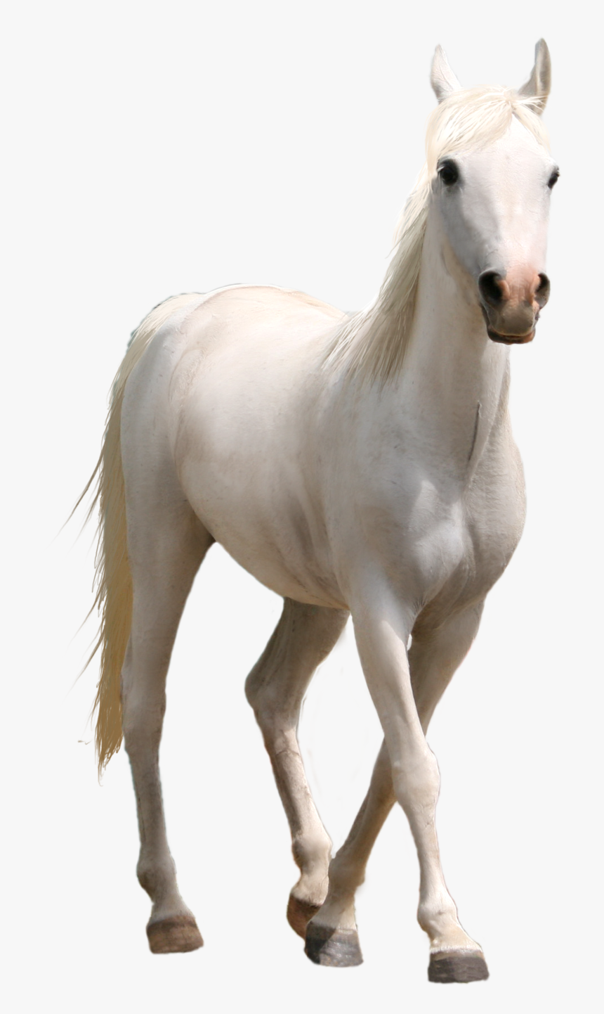 White Horse Png- - Real White Horse Png, Transparent Png