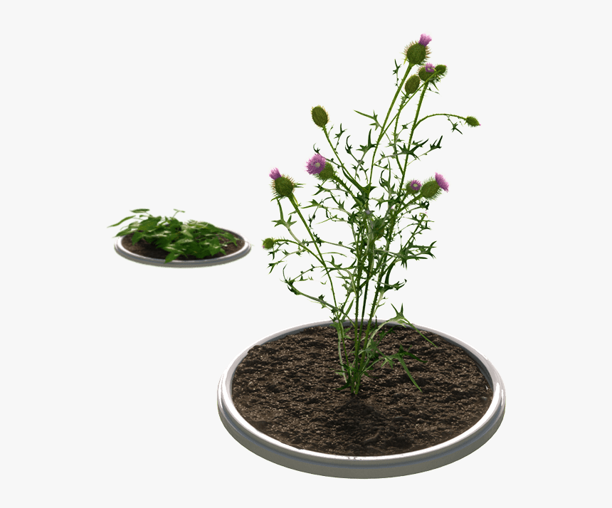 Improved Control Of Tough Weeds - Houseplant, HD Png Download