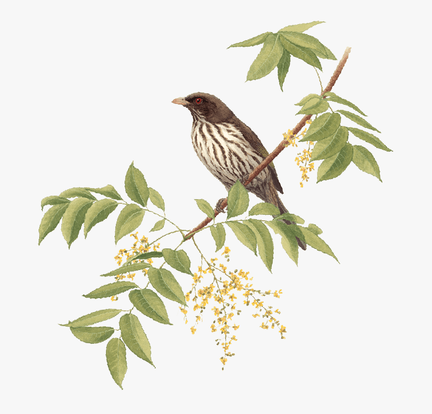 House Sparrow, HD Png Download