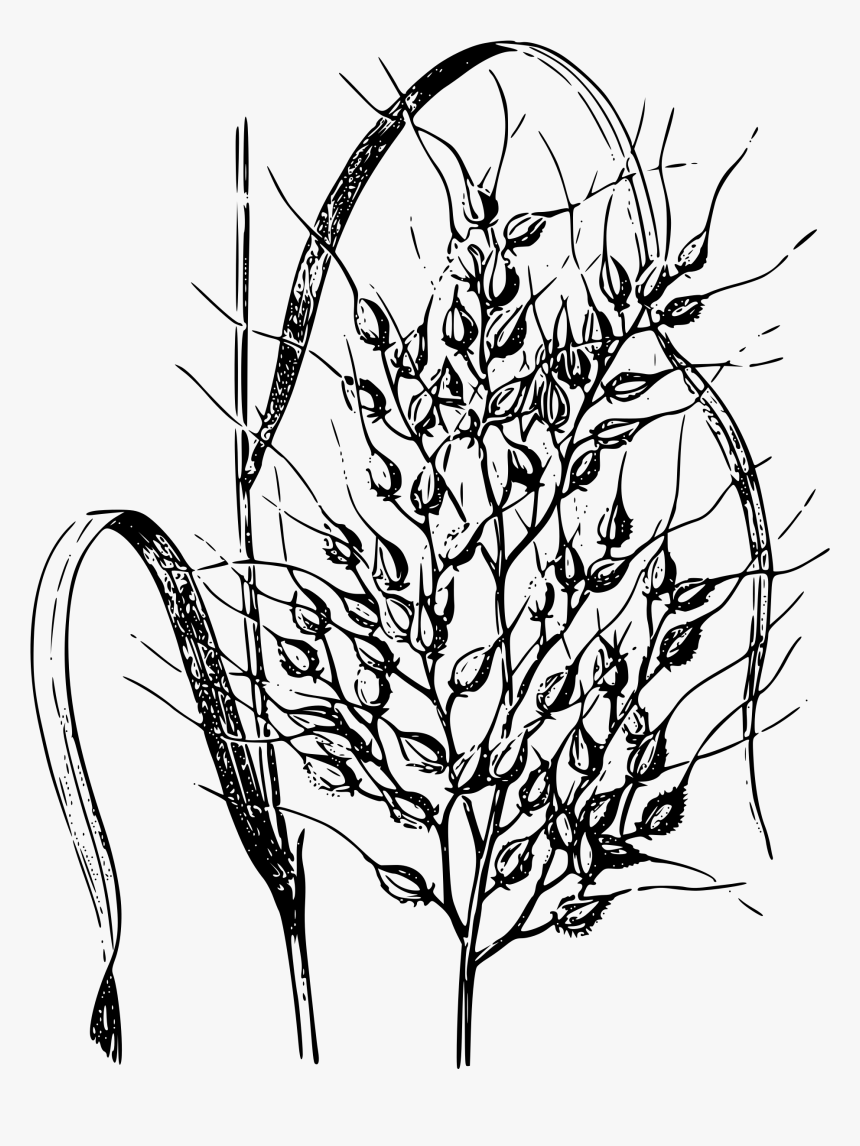 Black Rice Black And White Clipart, HD Png Download