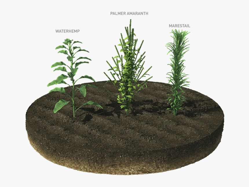 Houseplant, HD Png Download