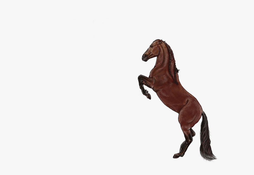 Horse, Brown, Animal, Standing, Mammal - Stallion, HD Png Download