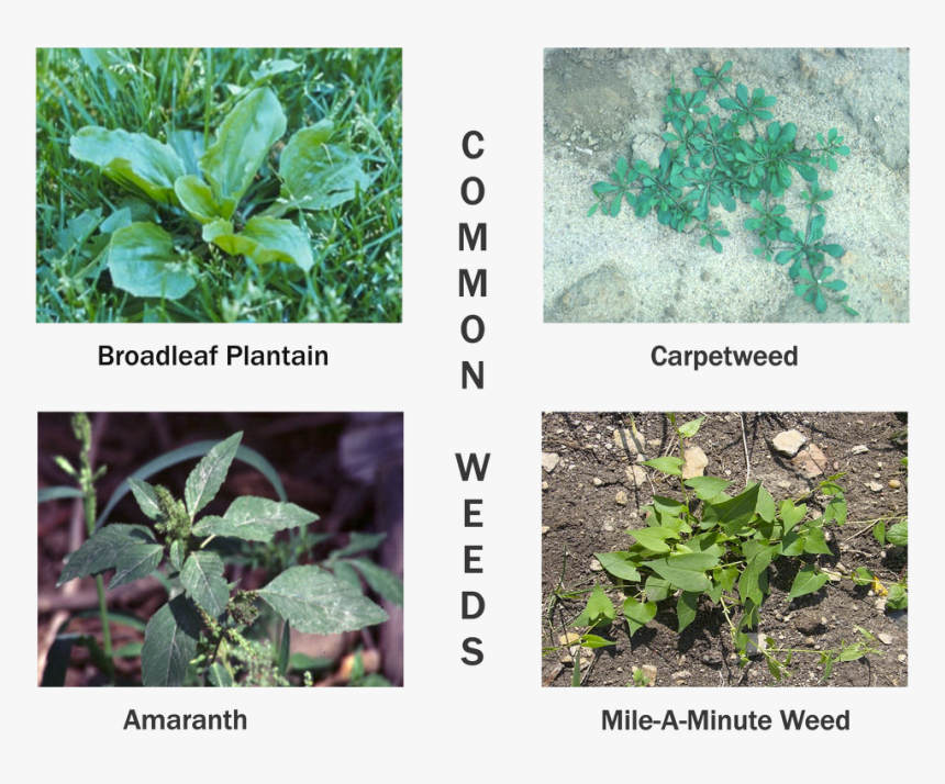 Picture - Plantain Weeds, HD Png Download