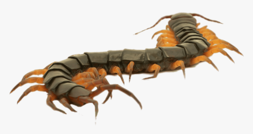Close Up Of A Brown Centipede - Centipede Clipart, HD Png Download