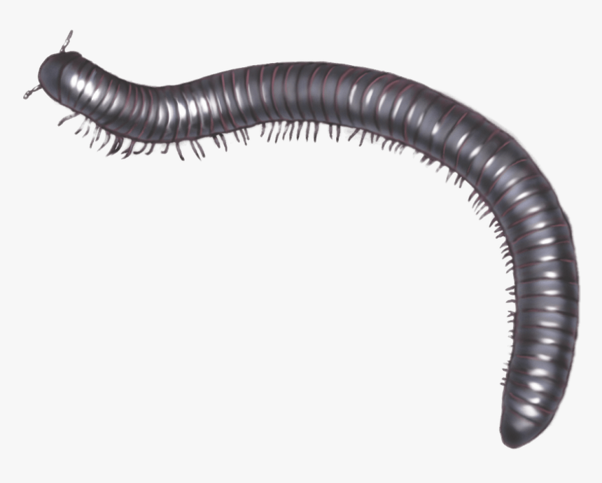 Millipede Illustration - Millipede Png, Transparent Png