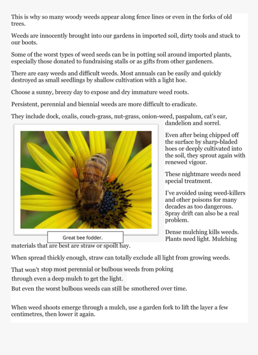 Picture - Honeybee, HD Png Download