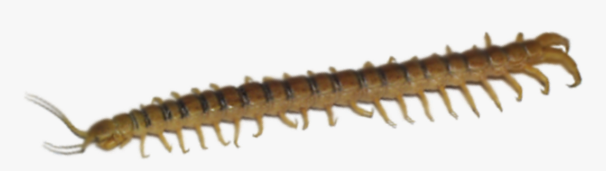 Millipedes, HD Png Download