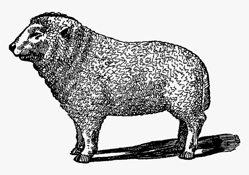 Cattle, HD Png Download