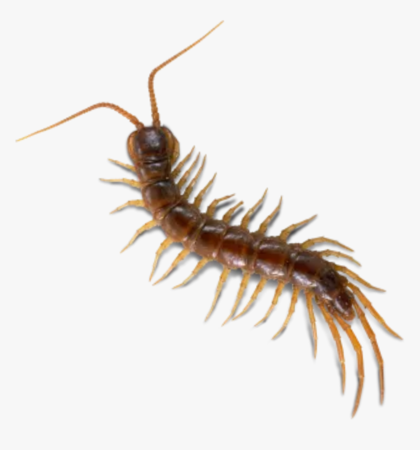 #bugs #bug #insect #cute #creepy #gross #gothic #horror - Millipedes, HD Png Download
