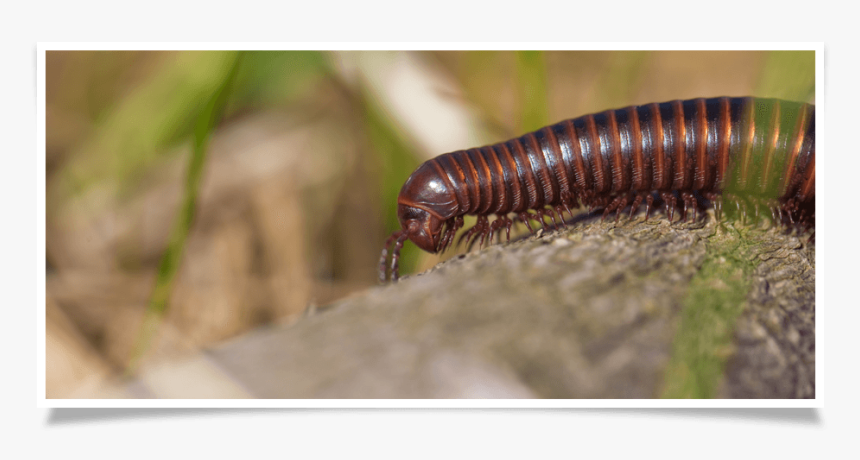 Millipedes, HD Png Download