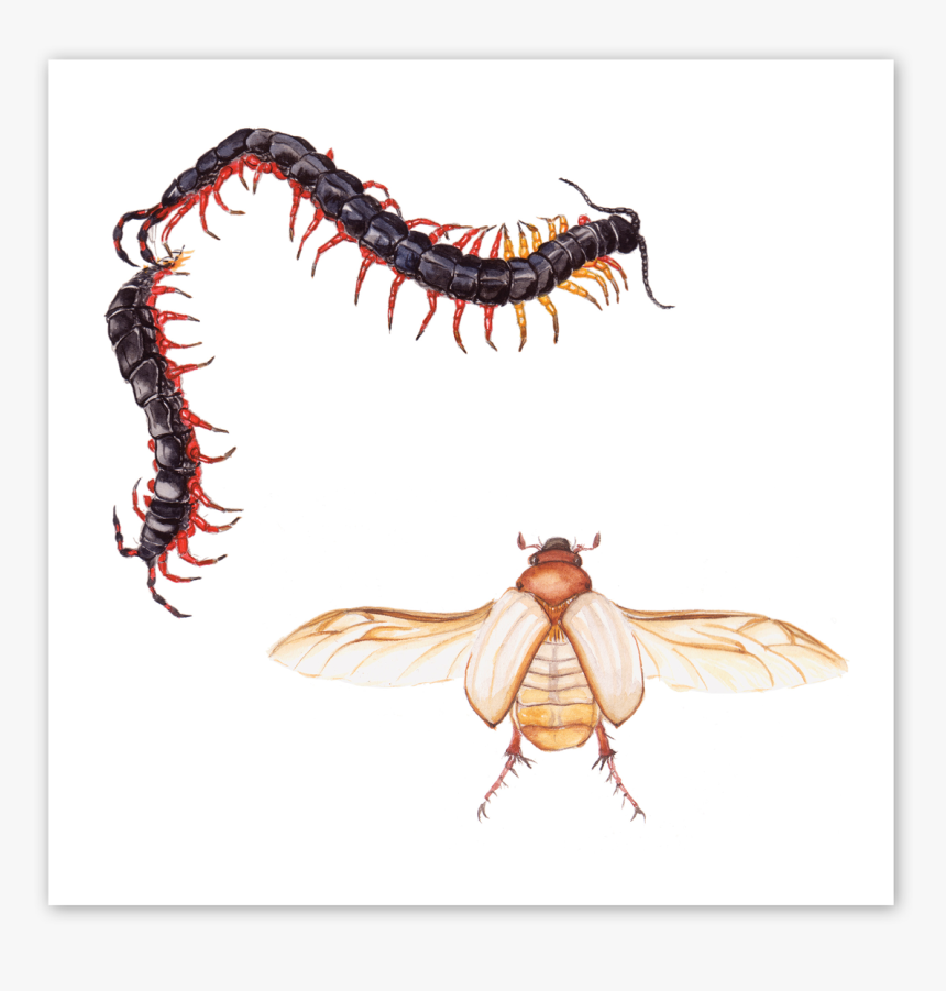 Cicada, HD Png Download