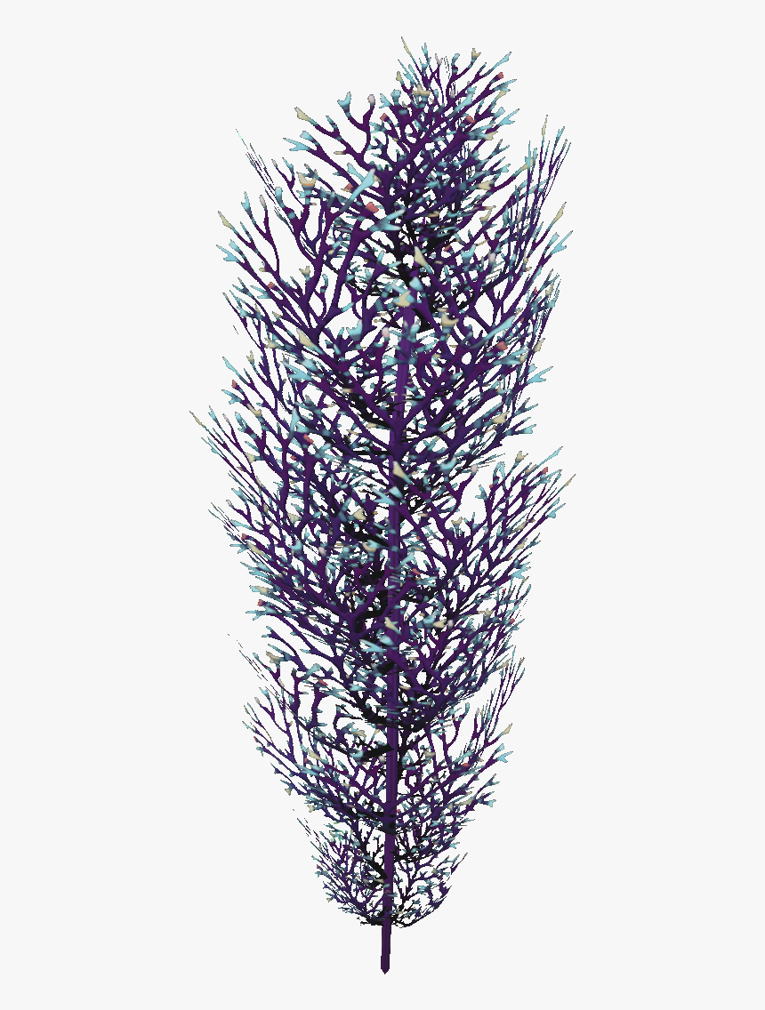 Cave Bush Flora - Lavender Bush Png, Transparent Png