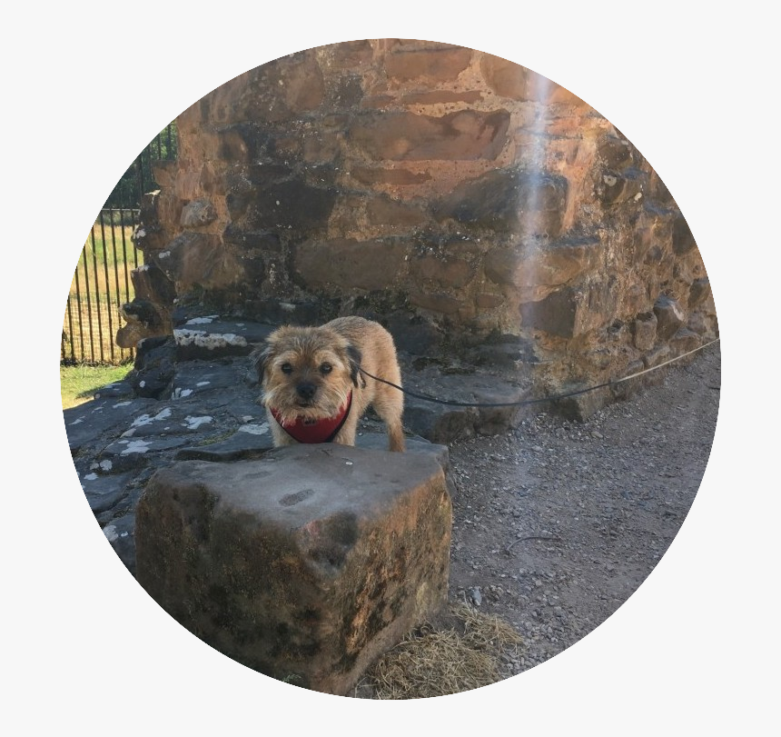 Indy Admiring The Ruins Of Kenilworth Castel In Warwickshire - Dog Catches Something, HD Png Download