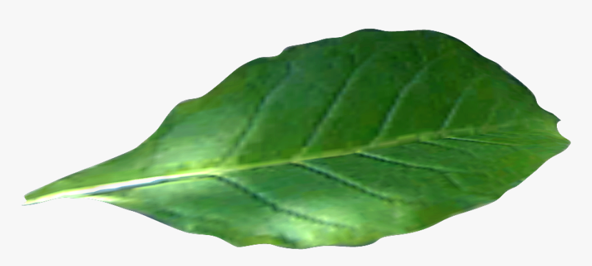 Green Tobacco Leaf Alone Photo - Tobacco Leaf No Background, HD Png Download