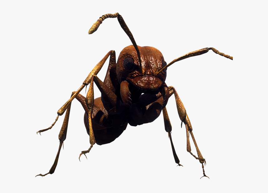 Earth Defense Force Ants, HD Png Download