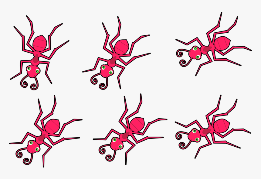 Ants, Insects, Red Ants, Animals, Wild, Wildlife - Imágenes De Hormigas Rojas, HD Png Download