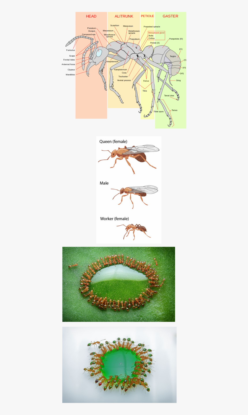 Picture - Ant Anatomy, HD Png Download