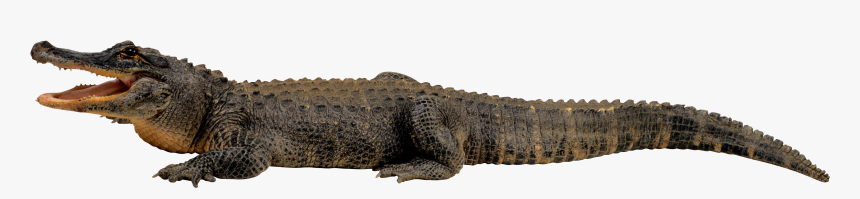 Crocodile Png - Crocodiles Transparent Background, Png Download