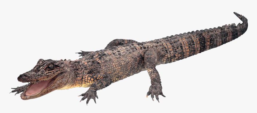 Crocodile, Gator Png - Alligator Transparent Background, Png Download