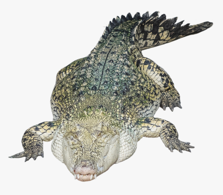 Crocodile Alligator Png Transparent Image - Crocodile Transparent, Png Download