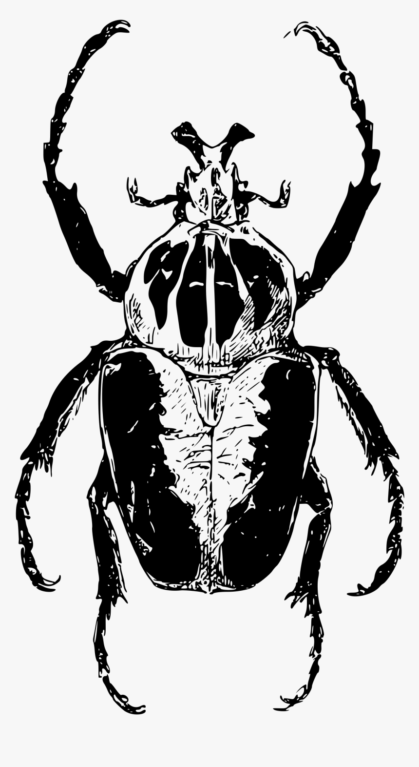 Transparent Beetle Clipart - African Beetle Drawing, HD Png Download